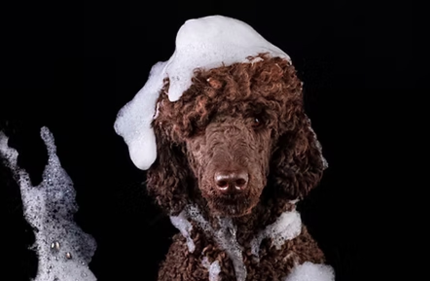 Frisch gewaschener Pudel im Hundesalon Superpfoten