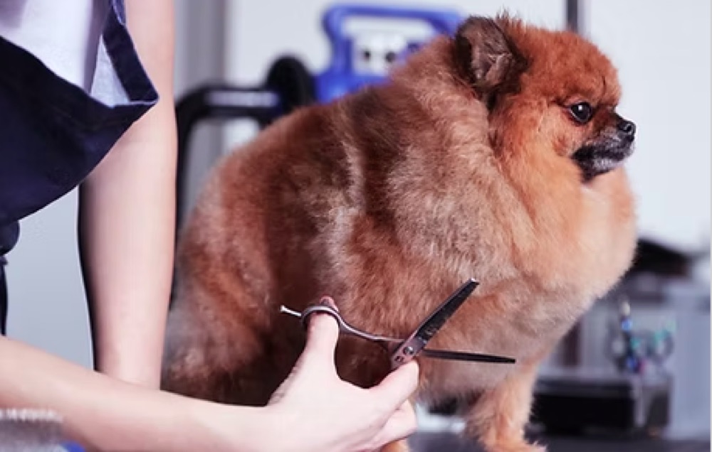 Grooming: Hund wird im Superpfoten-Salon mit der Schere geschnitten