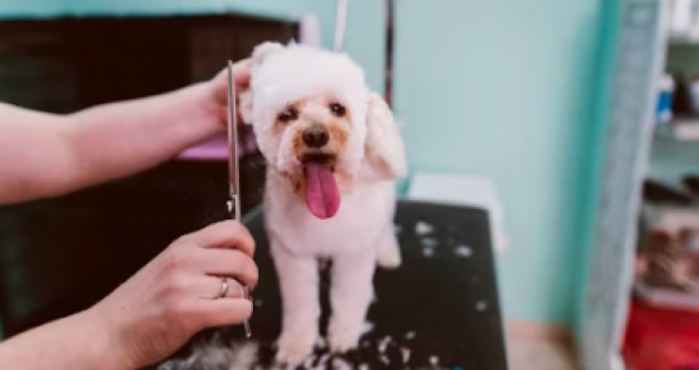 Hundesalon Grooming — Pudel wird geschnitten